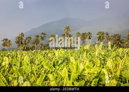 Les feuilles de banane et les palmiers se balancent sur fond de montagne à Colima, au Mexique. Banque D'Images