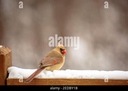 Cardinal du Nord (cardinalis cardinalis) perchée sur un pont-rail couvert de neige dans le Wisconsin, à l'horizontale Banque D'Images