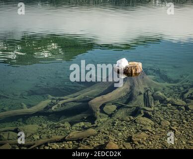 CLE Elum, WA, États-Unis - janvier 23 2021 : souche submergée sur le lac Kachess Banque D'Images