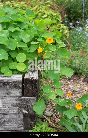 Tropaeolum majus - nasturtium. Banque D'Images