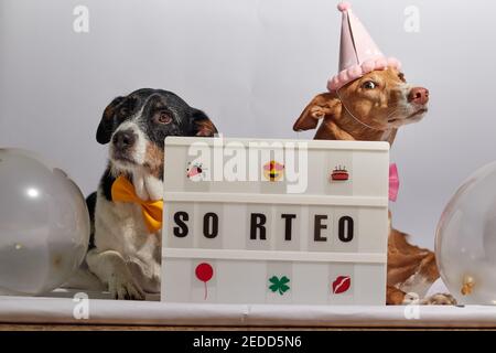 chiens posant pour une tombola avec décoration et chapeau Banque D'Images