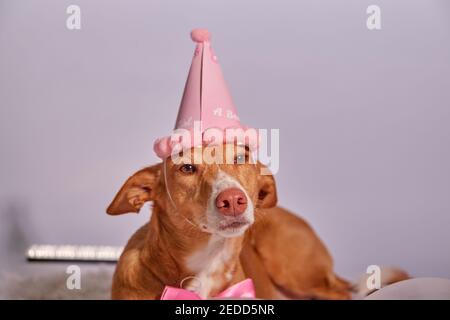 chien avec un chapeau d'anniversaire rouge, noeud papillon et confetti Banque D'Images