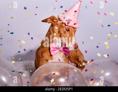 chien avec un chapeau d'anniversaire rouge, noeud papillon et confetti Banque D'Images