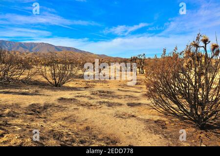 Séquelles des incendies de Californie en 2020 dans la forêt nationale d'Angeles. Photos prises près du sentier de randonnée de Devils Punchbowl février 2021. Banque D'Images