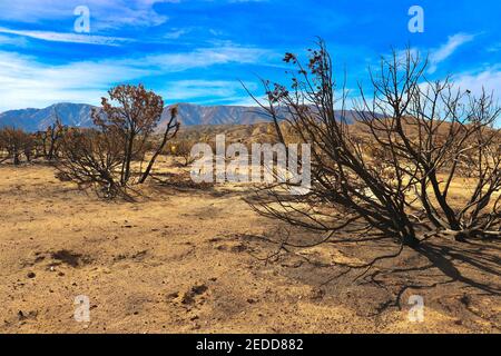 Séquelles des incendies de Californie en 2020 dans la forêt nationale d'Angeles. Photos prises près du sentier de randonnée de Devils Punchbowl février 2021. Banque D'Images