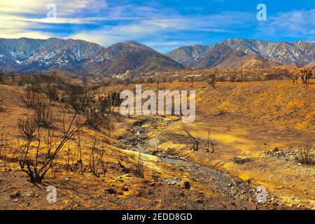 Séquelles des incendies de Californie en 2020 dans la forêt nationale d'Angeles. Photos prises près du sentier de randonnée de Devils Punchbowl février 2021. Banque D'Images