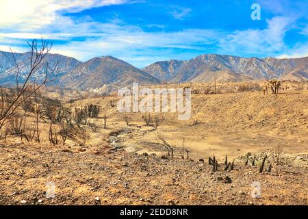 Séquelles des incendies de Californie en 2020 dans la forêt nationale d'Angeles. Photos prises près du sentier de randonnée de Devils Punchbowl février 2021. Banque D'Images