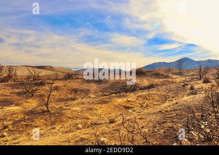 Séquelles des incendies de Californie en 2020 dans la forêt nationale d'Angeles. Photos prises près du sentier de randonnée de Devils Punchbowl février 2021. Banque D'Images