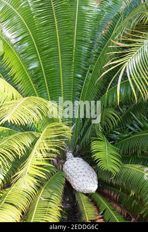 Dioon spinulosum - dioon géant. Banque D'Images