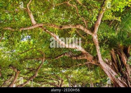 Le banyan Tree Canopy surmontant Columbus Boulevard à Coral Gables, Floride. Banque D'Images