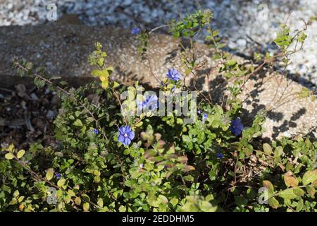 Evolvulus glomeratus 'daze bleue'. Banque D'Images