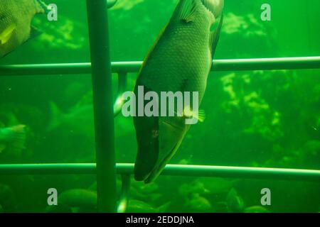 Un hogfish nage vers le fond du bassin du récif au Miami Seaquarium en Floride. Banque D'Images