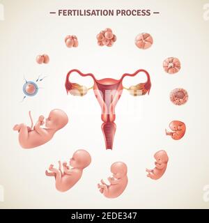 Affiche colorée avec schéma de processus de fécondation humaine et embryon développement dans une illustration vectorielle de style réaliste Illustration de Vecteur
