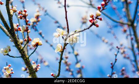 fleurs printanières sur les branches des arbres contre le ciel bleu Banque D'Images