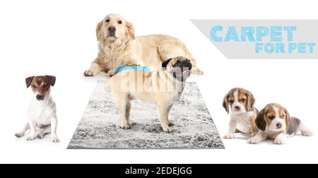 Chiens mignons et tapis doux pour les animaux sur fond blanc Banque D'Images