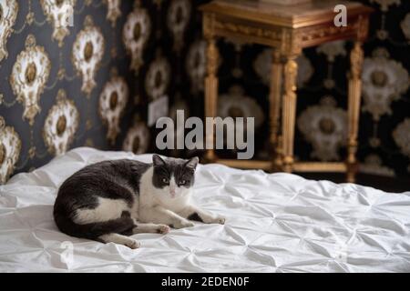 Speyer, Allemagne. 18 janvier 2021. Seul un chat est assis sur un lit dans la maison 'Laura's Girls'. Là où les prostituées attendent les clients, il y a un vide béant dans le verrouillage de Corona. Il n'est pas encore clair quand les broches seront autorisées à rouvrir. (À dpa 'Red Light business also hess from the LockDown' from 15.02.2021') Credit: Boris Roessler/dpa/Alay Live News Banque D'Images