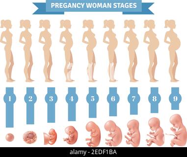 Grossesse femme stades illustration vectorielle avec silhouettes plates de la grossesse les femmes et les icônes réalistes du développement embryonnaire humain Illustration de Vecteur