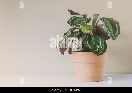 Fleur de Calathea Medallion, une grande maison multicolore avec des feuilles colorées et détaillées, en pot de terre cuite en céramique. Banque D'Images