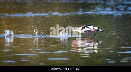 Un canard de plongée à tête de buffle mâle ' Bucephala albéola ' Fly's. Au large de l'eau en Colombie-Britannique Canada Banque D'Images