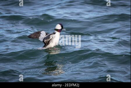 Un canard de plongée à tête de buffle mâle ' Bucephala albéola ' Fly's. Au large de l'eau en Colombie-Britannique Canada Banque D'Images