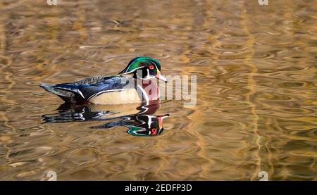 Un canard en bois mâle, « Aix sponsora », montre son plumage coloré pour les femmes. Banque D'Images