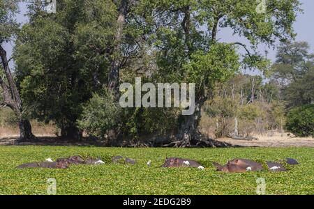 Gousse d'hippopotames dans une rivière couverte de plantes envahissantes de jacinthe d'eau et d'oiseaux de l'aigrette dans le parc national de Mana pools, Zimbabwe Banque D'Images