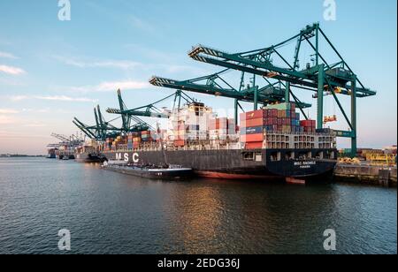 Les conteneurs sont déchargés du MSC Rachele dans le port d'Anvers Banque D'Images