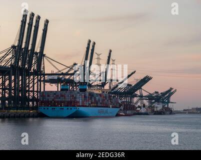 Grues et navires à conteneurs dans le port d'Anvers Banque D'Images