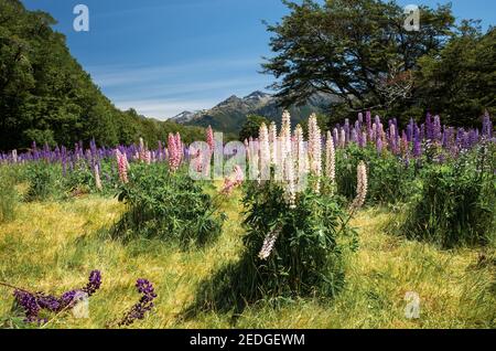 Champ coloré de lupins sur l'île du Sud de la Nouvelle-Zélande Banque D'Images