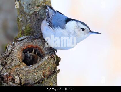 Nuthatch à poitrine blanche, assis sur un tronc d'arbre dans la forêt, Québec, Canada Banque D'Images