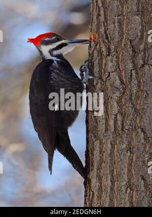 Pic de bois piléé assis sur un tronc d'arbre dans la forêt, Québec, Canada Banque D'Images