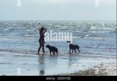 Jeune femme jouant avec ses chiens sur la plage, lançant une balle, Beachmere, South East Queensland, SEQ, QLD, Australie Banque D'Images