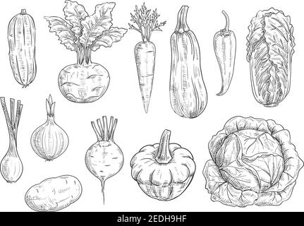 Symboles des légumes et des légumes. Vector isolé esquisse courge zucchini, kohlrabi, carotte et piment poivre, chou chinois napa, poireau d'oignon et de betterave avec Illustration de Vecteur