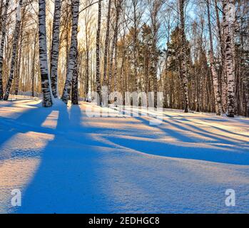 Paysage d'hiver - Coucher de soleil dans la boulaie. La lumière du soleil d'or entre les troncs blancs des bouleaux et ombre bleue sur la neige blanche. Banque D'Images