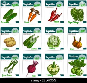 Cartes de légumes. Ensemble d'étiquettes de prix vectorielles de légumes frais de ferme bio concombre et carotte, poivron ou piment et chou chinois napa, betterave et p Illustration de Vecteur