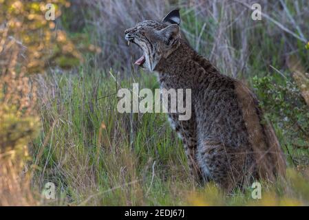 Un lynx roux sauvage et béant (Lynx rufus) des marais et de la zone de loisirs GoldenGate en Californie. Banque D'Images