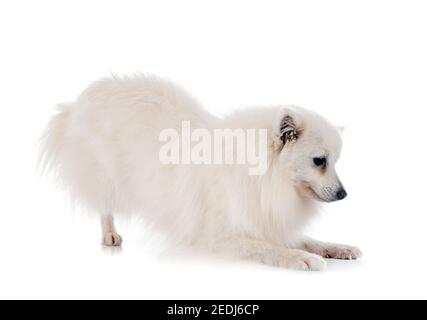 Spitz japonais in front of white background Banque D'Images