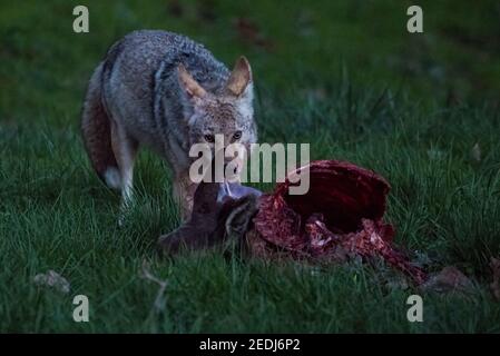 Un coyote (Canis latrans) mangeant une carcasse de cerf mort et sanglante dans les terres Marin de la zone récréative Golden Gate en Californie. Banque D'Images