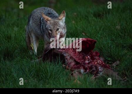 Un coyote (Canis latrans) mangeant une carcasse de cerf mort et sanglante dans les terres Marin de la zone récréative Golden Gate en Californie. Banque D'Images