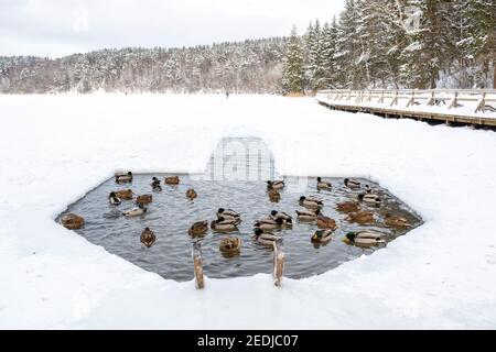 Canards dans l'eau dans un trou dans la glace fait sur un lac gelé en hiver avec la forêt arrière-plan Banque D'Images