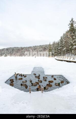 Canards dans l'eau dans un trou dans la glace faite sur un lac gelé en hiver avec forêt sur fond, vertical Banque D'Images