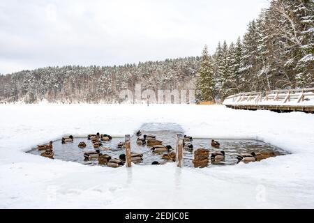 Canards dans l'eau dans un trou dans la glace fait sur un lac gelé en hiver avec la forêt arrière-plan Banque D'Images