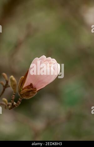 Bourgeon d'une étoile magnolia, Magnolia stellata Banque D'Images