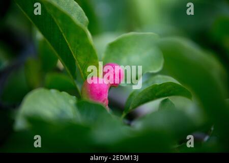 Rose Magnolia kobus sur un arbre Banque D'Images