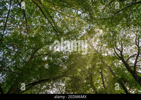 Verrière verte avec rayons de soleil contre un ciel bleu à l'intérieur été Banque D'Images