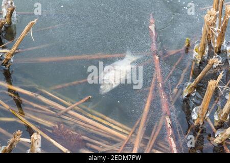 Carpe morte (Carassius) gelée dans la glace à la surface du lac, Ibolya-to, Sopron, Hongrie Banque D'Images