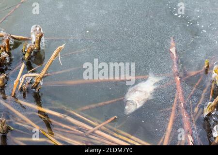 Carpe morte (Carassius) gelée dans la glace à la surface du lac, Ibolya-to, Sopron, Hongrie Banque D'Images