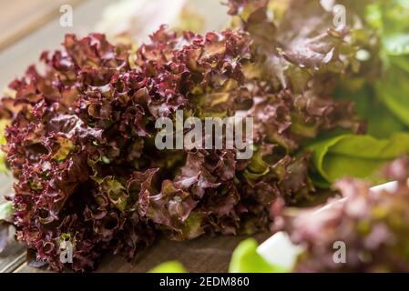 Légumes frais de laitue à feuilles de chêne rouge préparés pour faire de la salade Banque D'Images