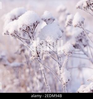La neige blanche se trouve sur l'herbe en hiver Banque D'Images