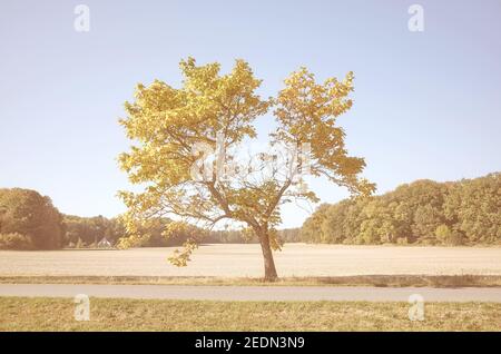 Image colorée d'un arbre solitaire, ton de couleur appliqué. Banque D'Images